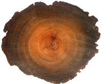 Dense growth rings