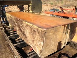 Ancient cypress being milled