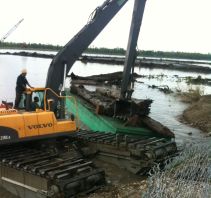 Ancient cypress recovery